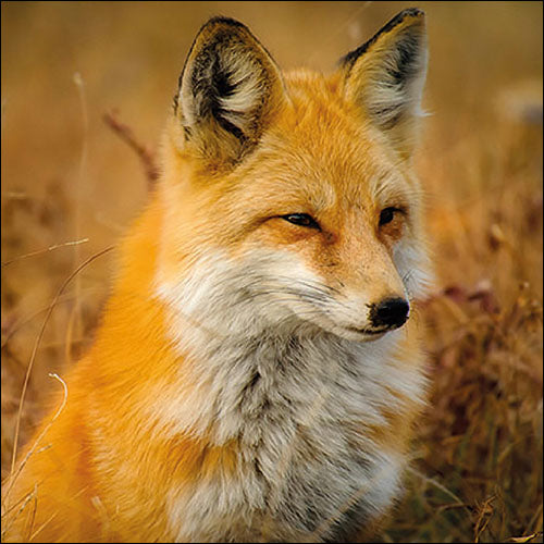 Lunch Napkin - Fox