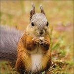 Lunch Napkin - Squirrel