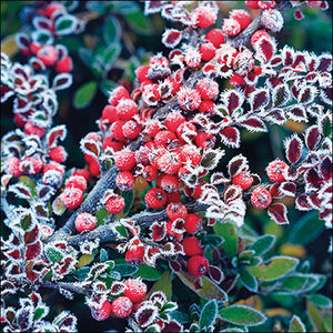 
                
                    Load image into Gallery viewer, Lunch Napkin - Frozen berries
                
            