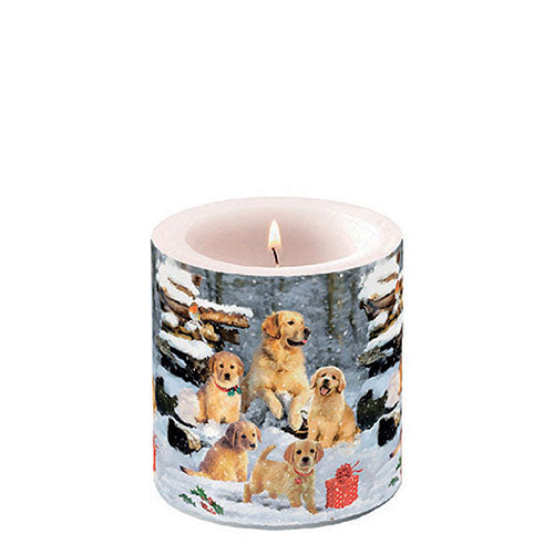 Candle SMALL - Golden Retriever Puppies