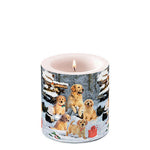 Candle SMALL - Golden Retriever Puppies