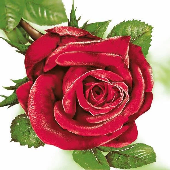Cocktail Napkin - Big Red Rose