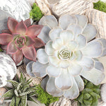 Lunch Napkin - Succulent Plants and Stones Composition