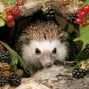 Lunch Napkin - Hedgehog