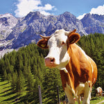 Lunch Napkin - Alpen Kuh (Cow)