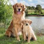 Lunch Napkin - Golden Retriever