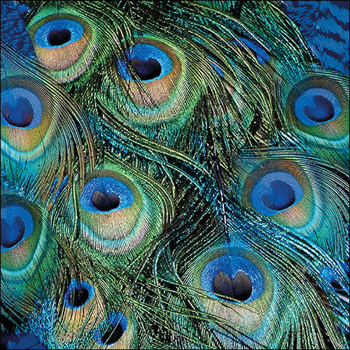 Lunch Napkin - Peacock Feathers