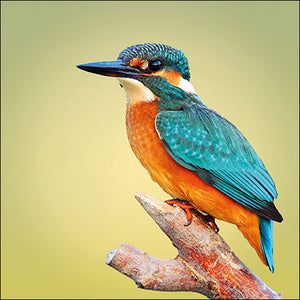 
                
                    Load image into Gallery viewer, Lunch Napkin - Kingfisher
                
            