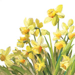 Lunch Napkin - Golden Daffodils