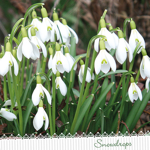 
                
                    Load image into Gallery viewer, Lunch Napkin - Galanthus
                
            