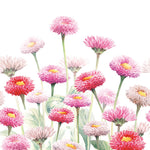 Lunch Napkin - Painted Bellis