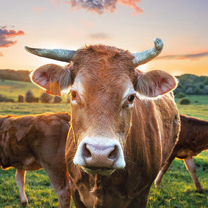 Serviette de table - Vache au coucher du soleil