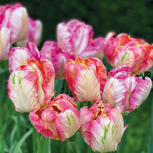 Lunch Napkin - Parrot Tulips