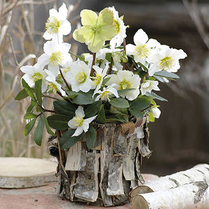 Lunch Napkin - White Christmasrose