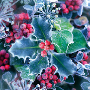 Lunch Napkin - Frozen Holly