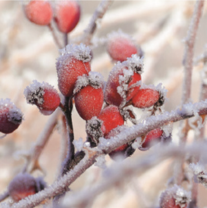 Lunch Napkin - Frozen Rosehips