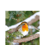 Cocktail Napkin - Robin in Tree