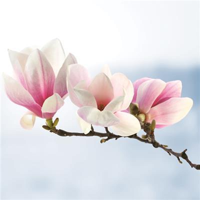 
                
                    Load image into Gallery viewer, Lunch Napkin - Magnolia Twig Light Blue
                
            